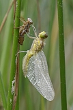 libel met larvehuid (libellulidae sp) 06-2011 8048
